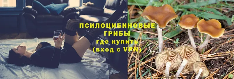 Псилоцибиновые грибы Magic Shrooms  Лобня 